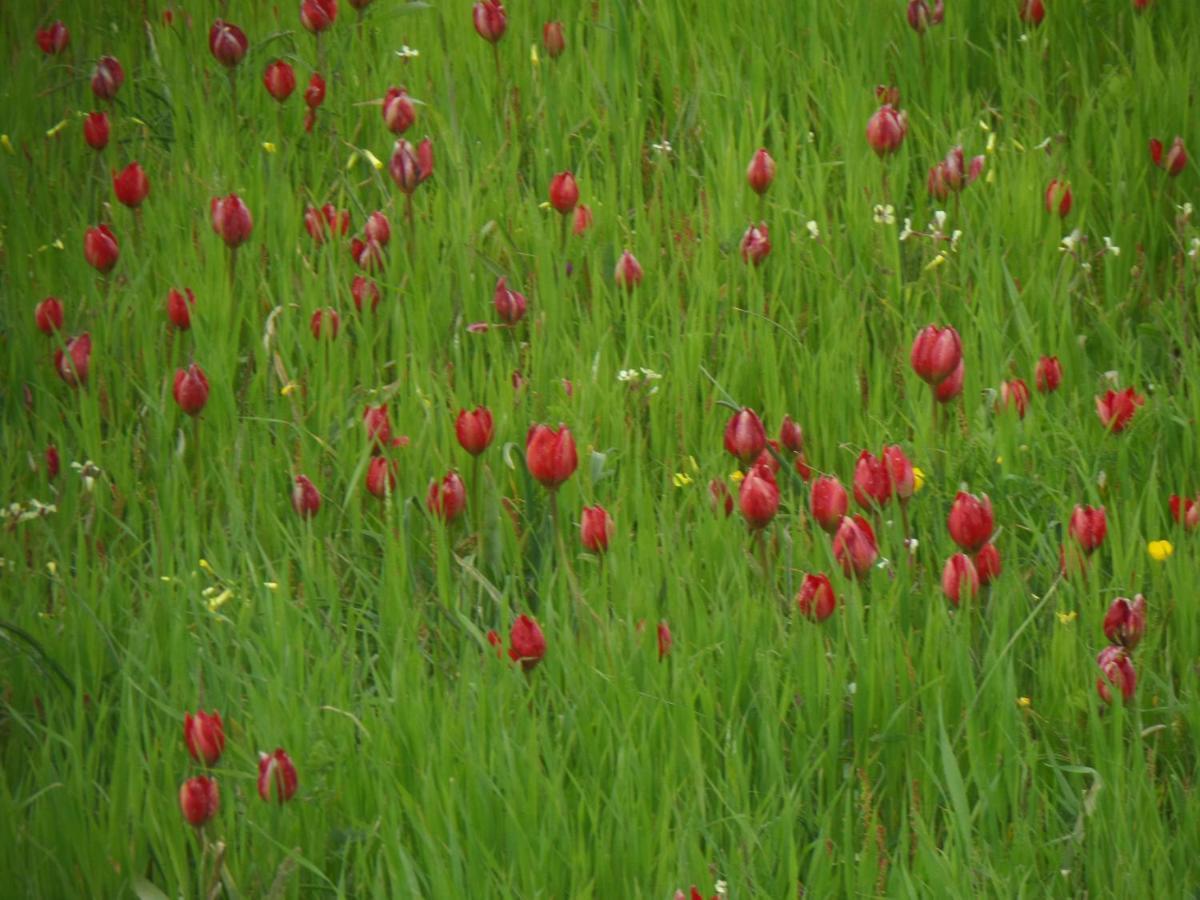 Tulip House Hébergement de vacances *