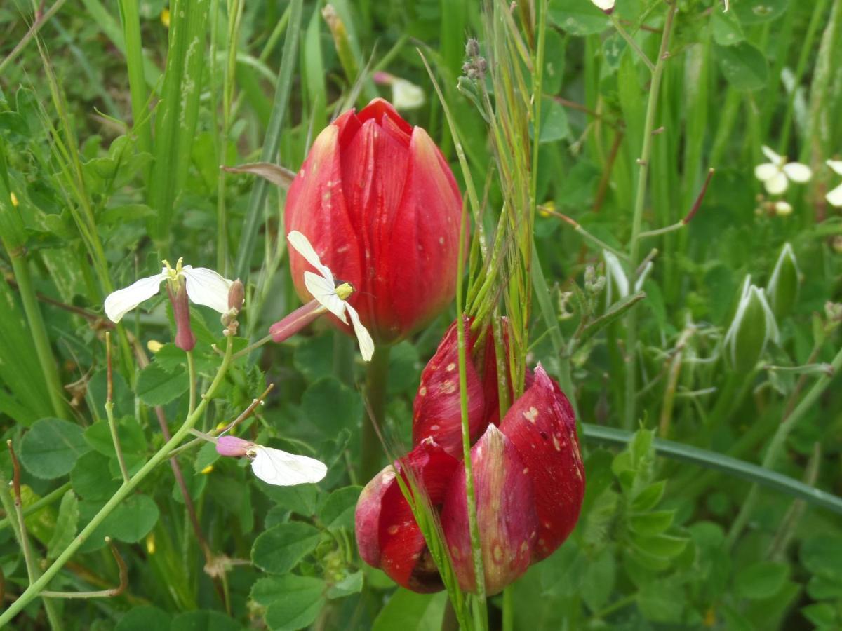 Hébergement de vacances Tulip House Yerakárion