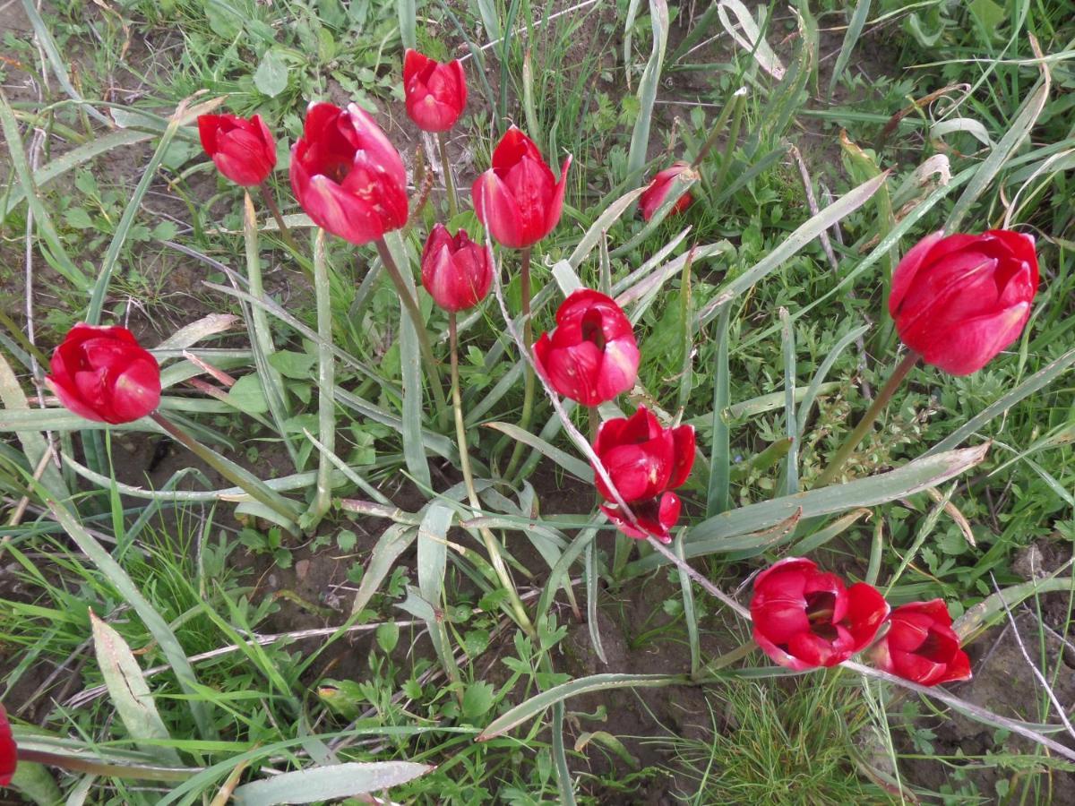 Tulip House Hébergement de vacances Yerakárion