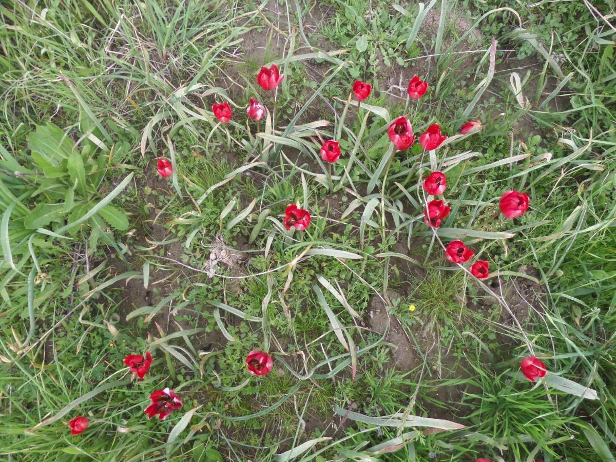 בית נופש Tulip House